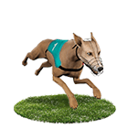 fun88娛樂城白金賽狗